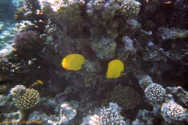 Aegypten Flora Fauna 2 Bild 09