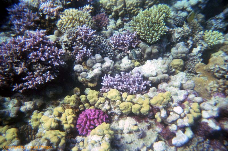 Aegypten Flora Fauna 2 Bild 17