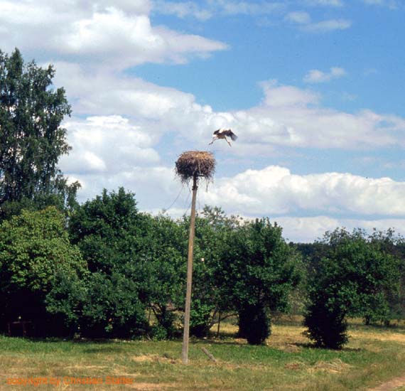 Bild 11.jpg (54182 Byte)
