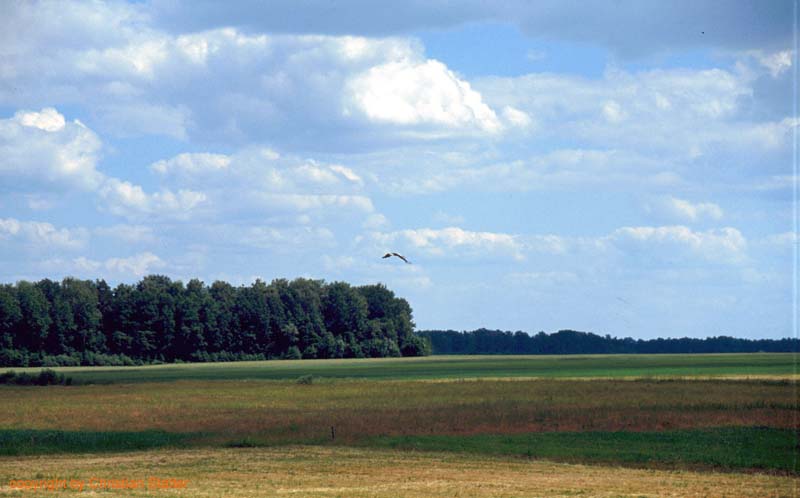 Bild 12.jpg (40864 Byte)
